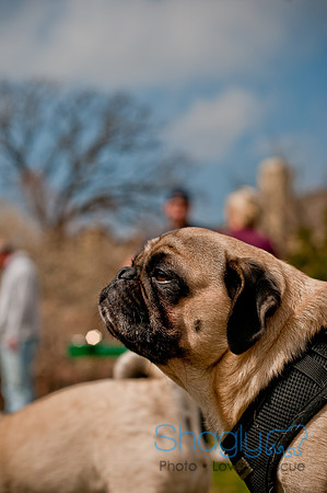 Pug Love Fun Run-221