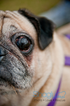 Pug Love Fun Run-243