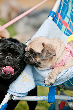 Pug Love Fun Run-168