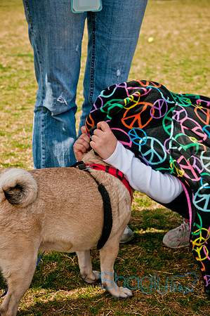 Pug Love Fun Run-267
