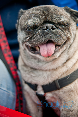 Pug Love Fun Run-241