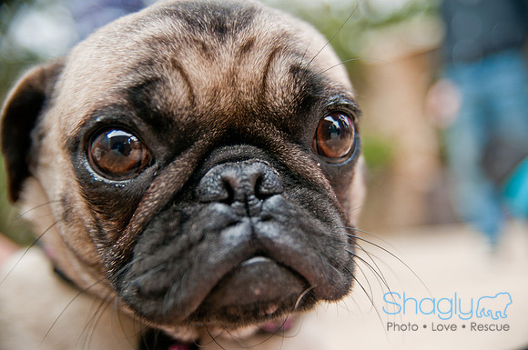 Pug Love Fun Run-50