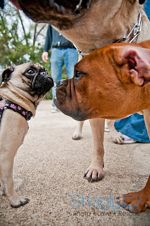 Pug Love Fun Run-45