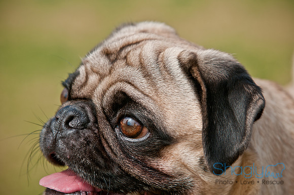 Pug Love Fun Run-160