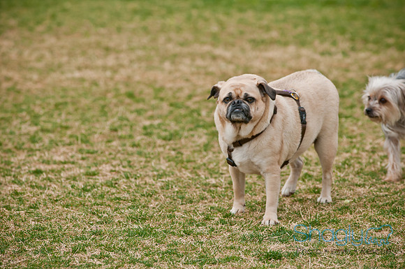 Pug Love Fun Run-133