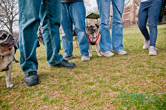 Pug Love Fun Run-265