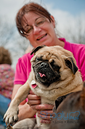 Pug Love Fun Run-222