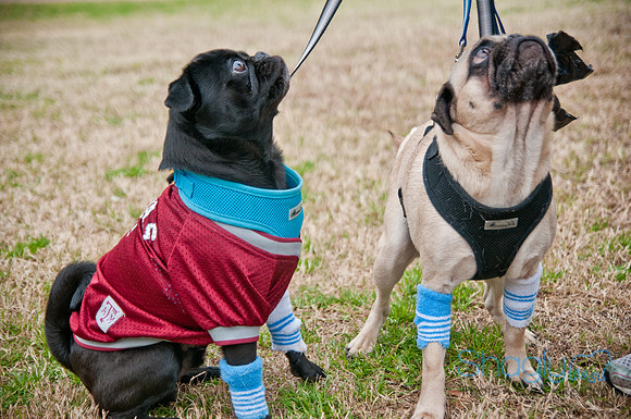 Pug Love Fun Run-72