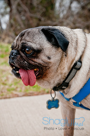 Pug Love Fun Run-24
