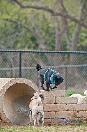 Pug Love Fun Run-142
