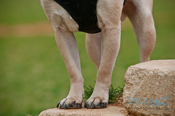 Pug Love Fun Run-113