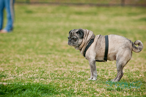Pug Love Fun Run-137