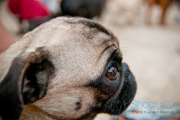 Pug Love Fun Run-55