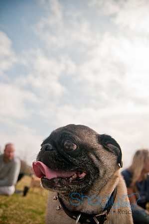 Pug Love Fun Run-259