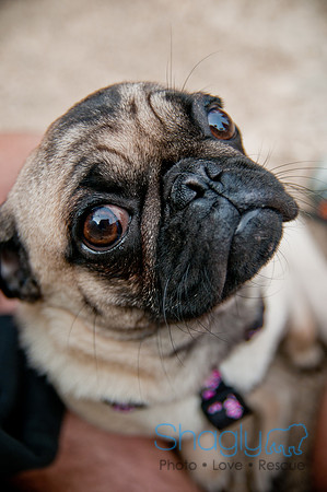 Pug Love Fun Run-56