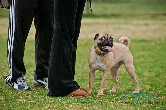 Pug Love Fun Run-120
