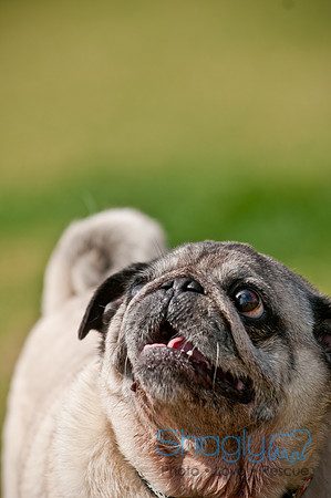 Pug Love Fun Run-164