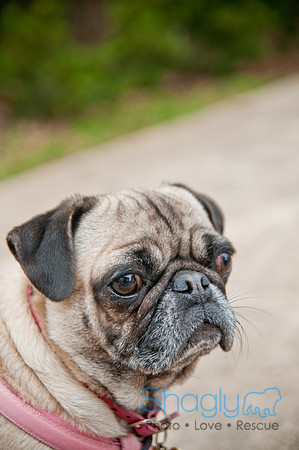 Pug Love Fun Run-61