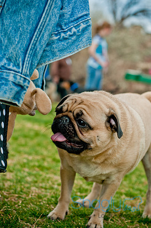Pug Love Fun Run-217