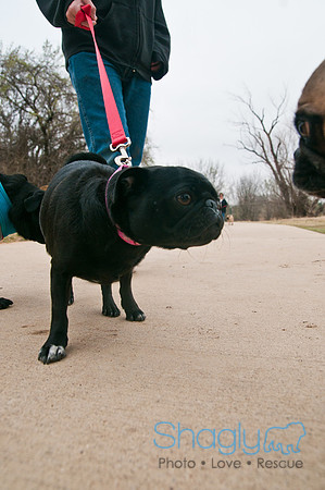 Pug Love Fun Run-16