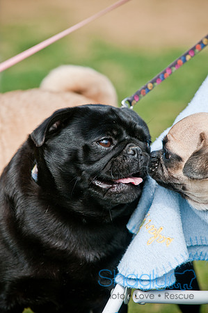 Pug Love Fun Run-169