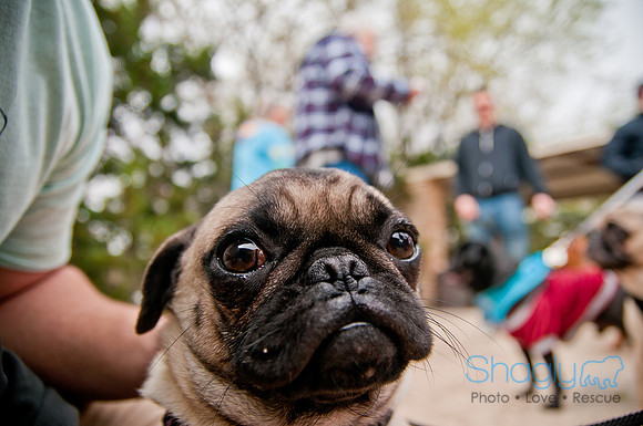 Pug Love Fun Run-52