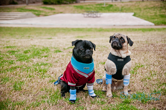 Pug Love Fun Run-73