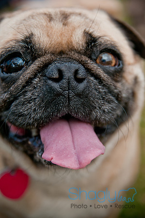 Pug Love Fun Run-248
