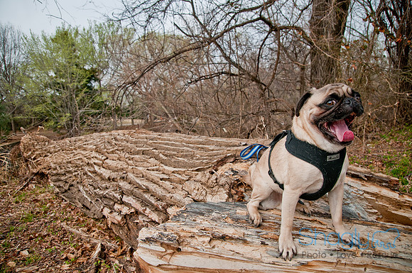 Pug Love Fun Run-37