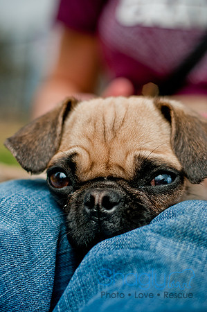 Pug Love Fun Run-207