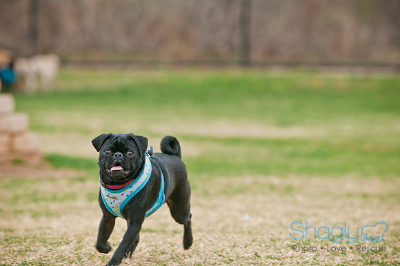 Pug Love Fun Run-87