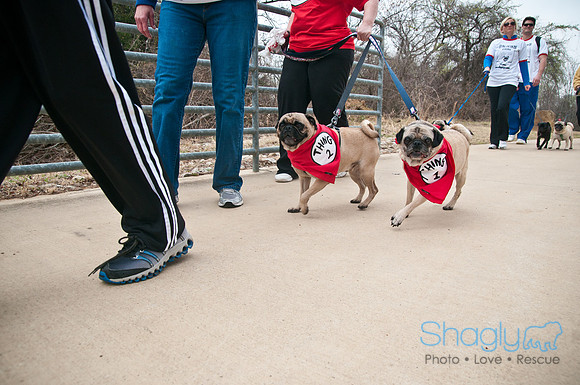 Pug Love Fun Run-6