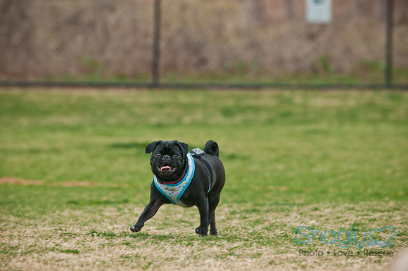 Pug Love Fun Run-86
