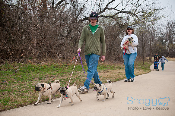 Pug Love Fun Run-17