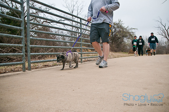 Pug Love Fun Run-12