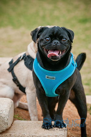 Pug Love Fun Run-102