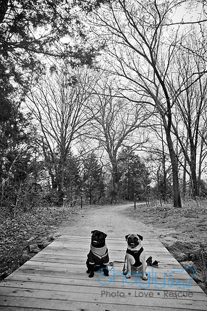 Pug Love Fun Run-30