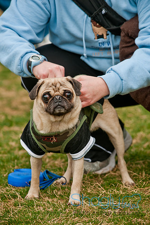Pug Love Fun Run-145