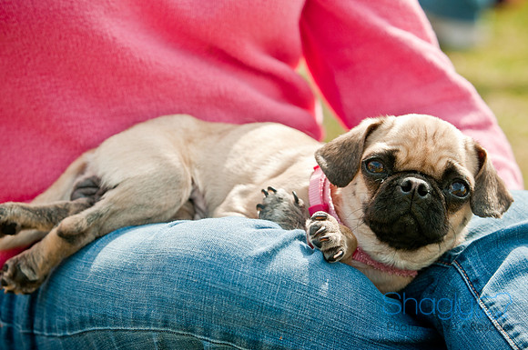 Pug Love Fun Run-185