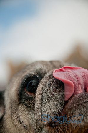 Pug Love Fun Run-247