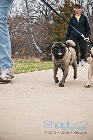 Pug Love Fun Run-23