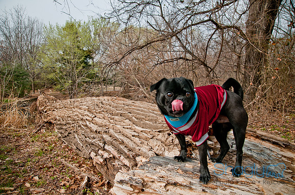 Pug Love Fun Run-36