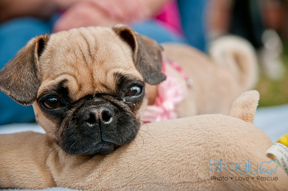Pug Love Fun Run-253