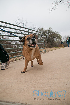 Pug Love Fun Run-10