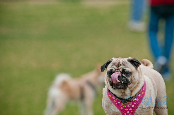 Pug Love Fun Run-97