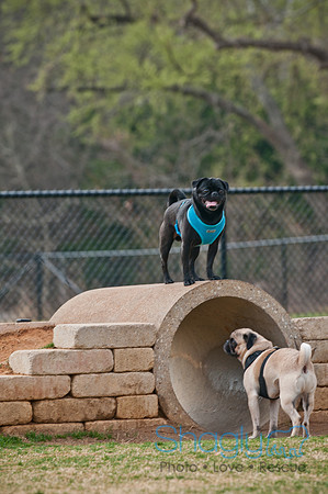 Pug Love Fun Run-141