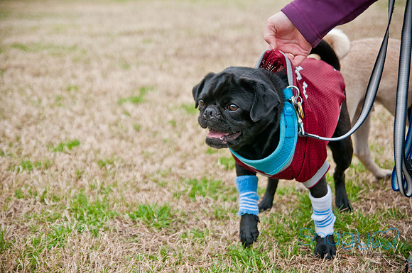 Pug Love Fun Run-71