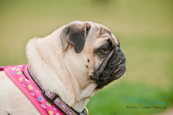 Pug Love Fun Run-124