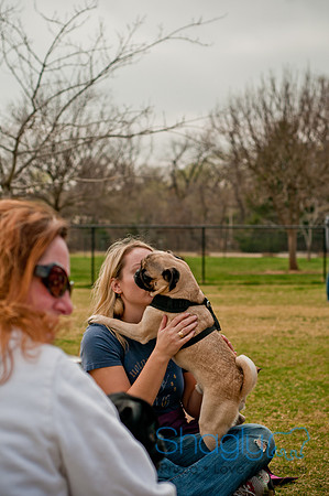 Pug Love Fun Run-225