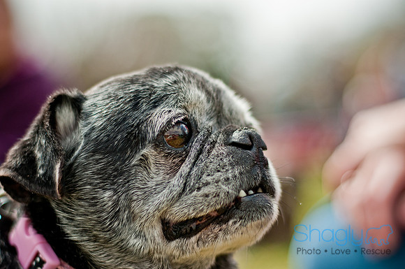 Pug Love Fun Run-213